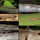 Seven tiny brown geckos recently found in Madagascar.